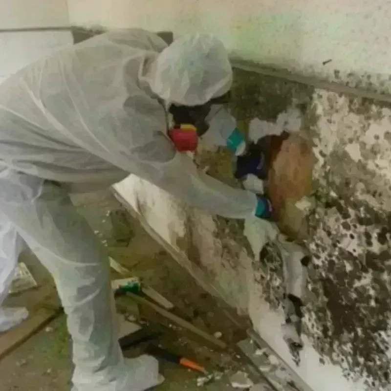 Mold Remediation and Removal in Arlington, GA